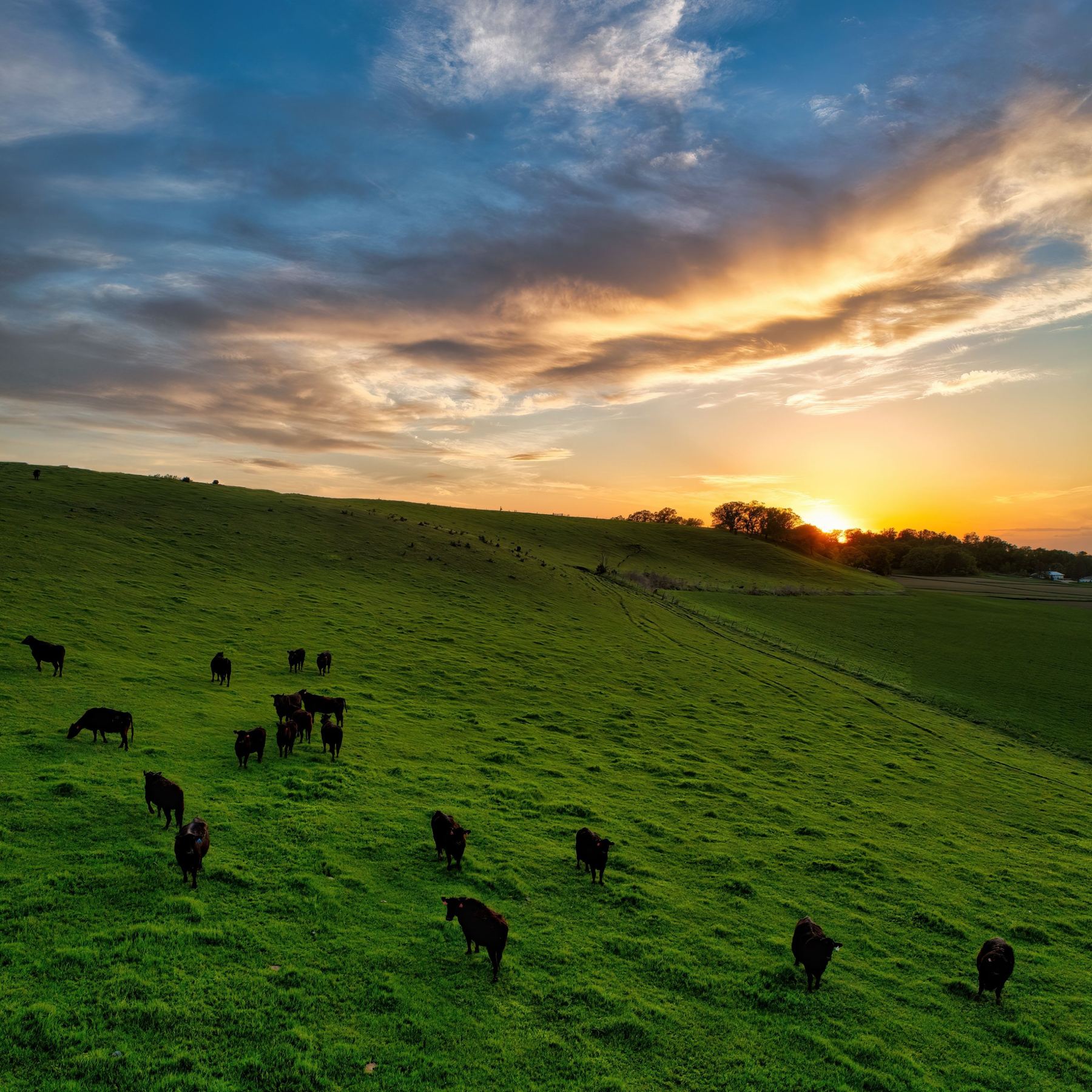 Angus cattle grazing a green hillside at sunset