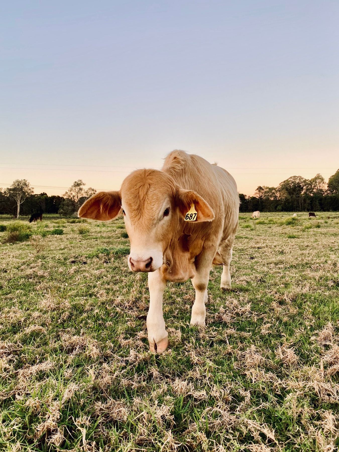 Tagged calf in a paddock at dusk