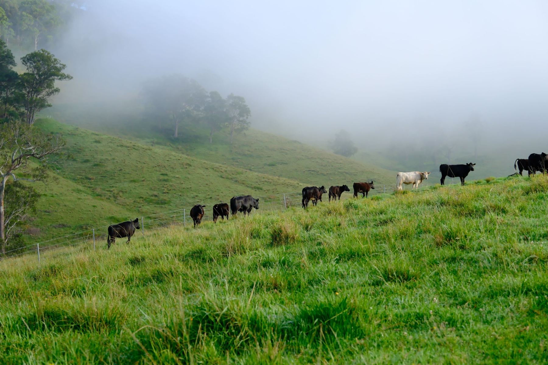 Cattle walking a hill fence line in morning fog