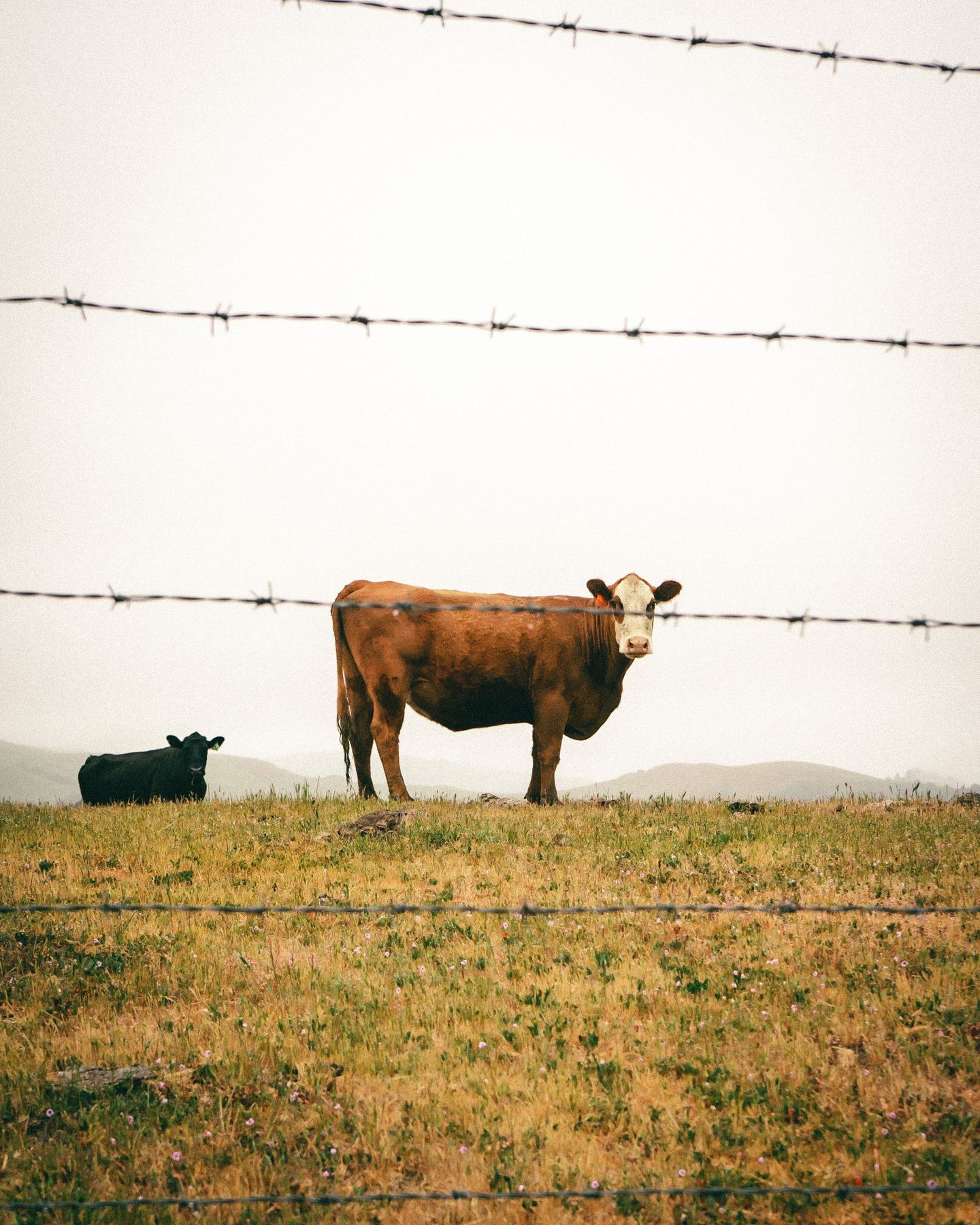 A cow looking through a barbed wire fence
