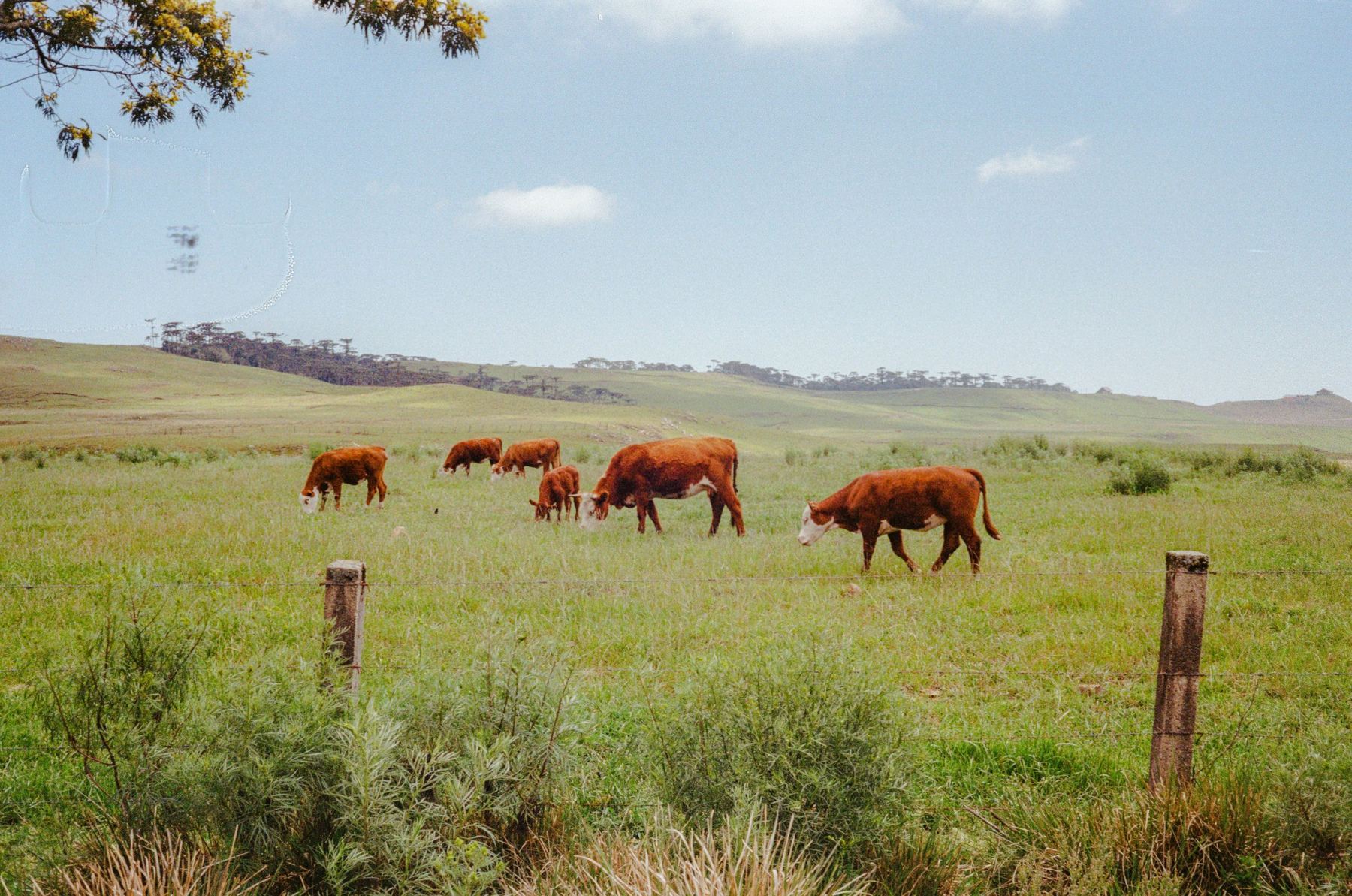 Hereford cows grazing behind a fence