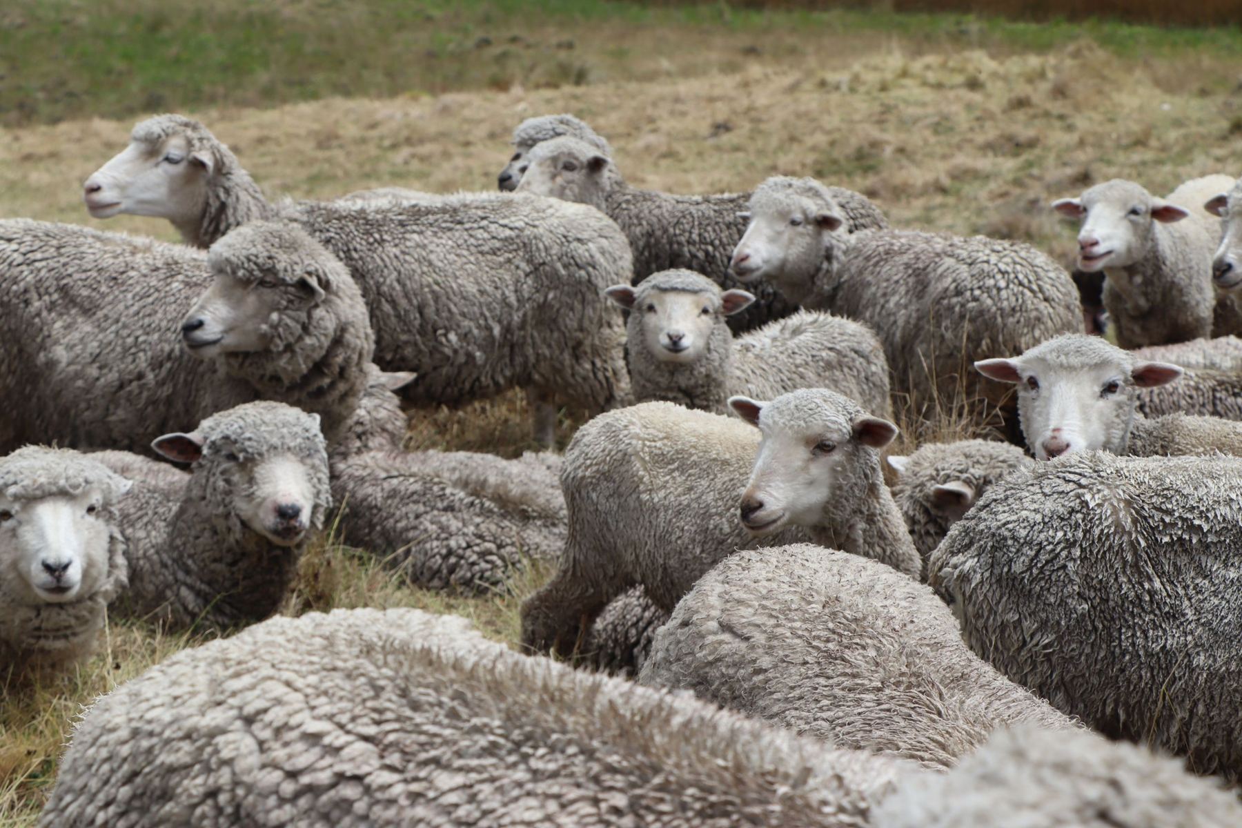 Merino sheep in a mob