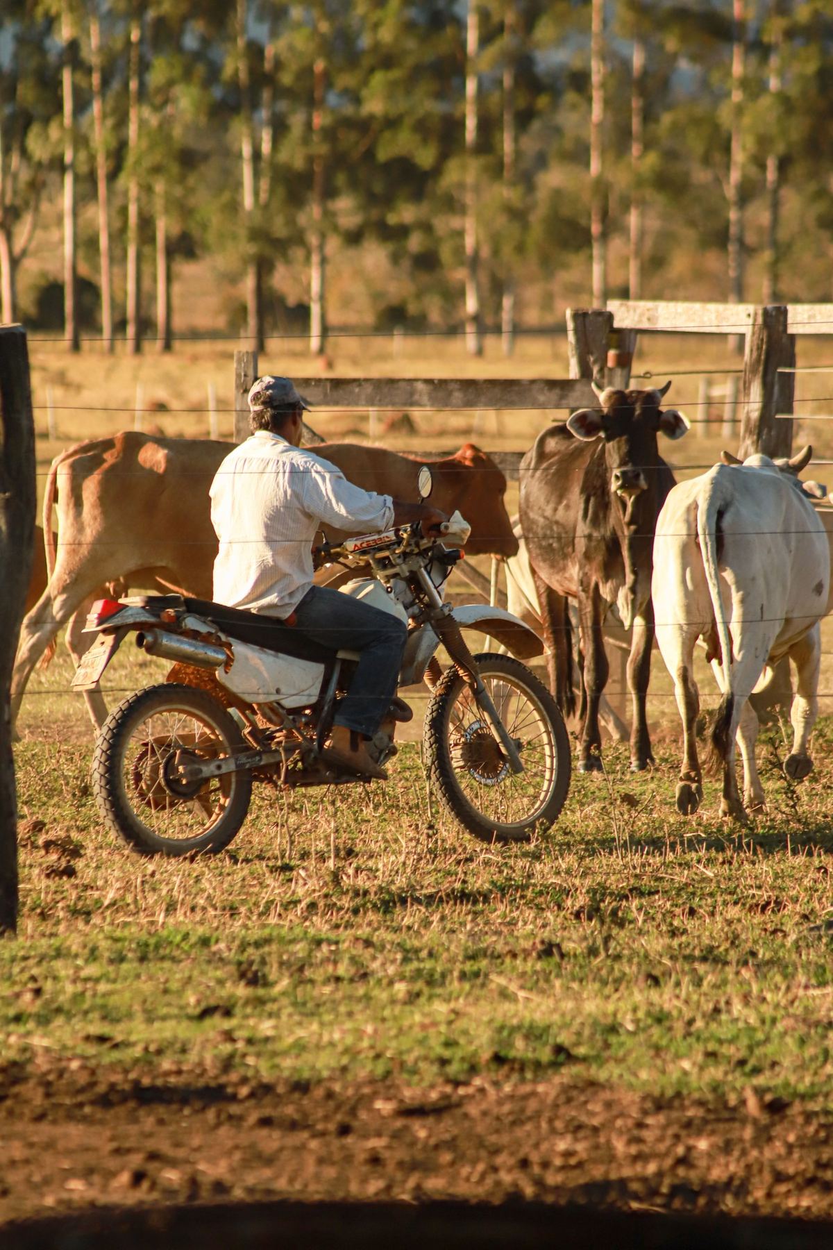 A stockman on a motorbike moving cattle through the yards