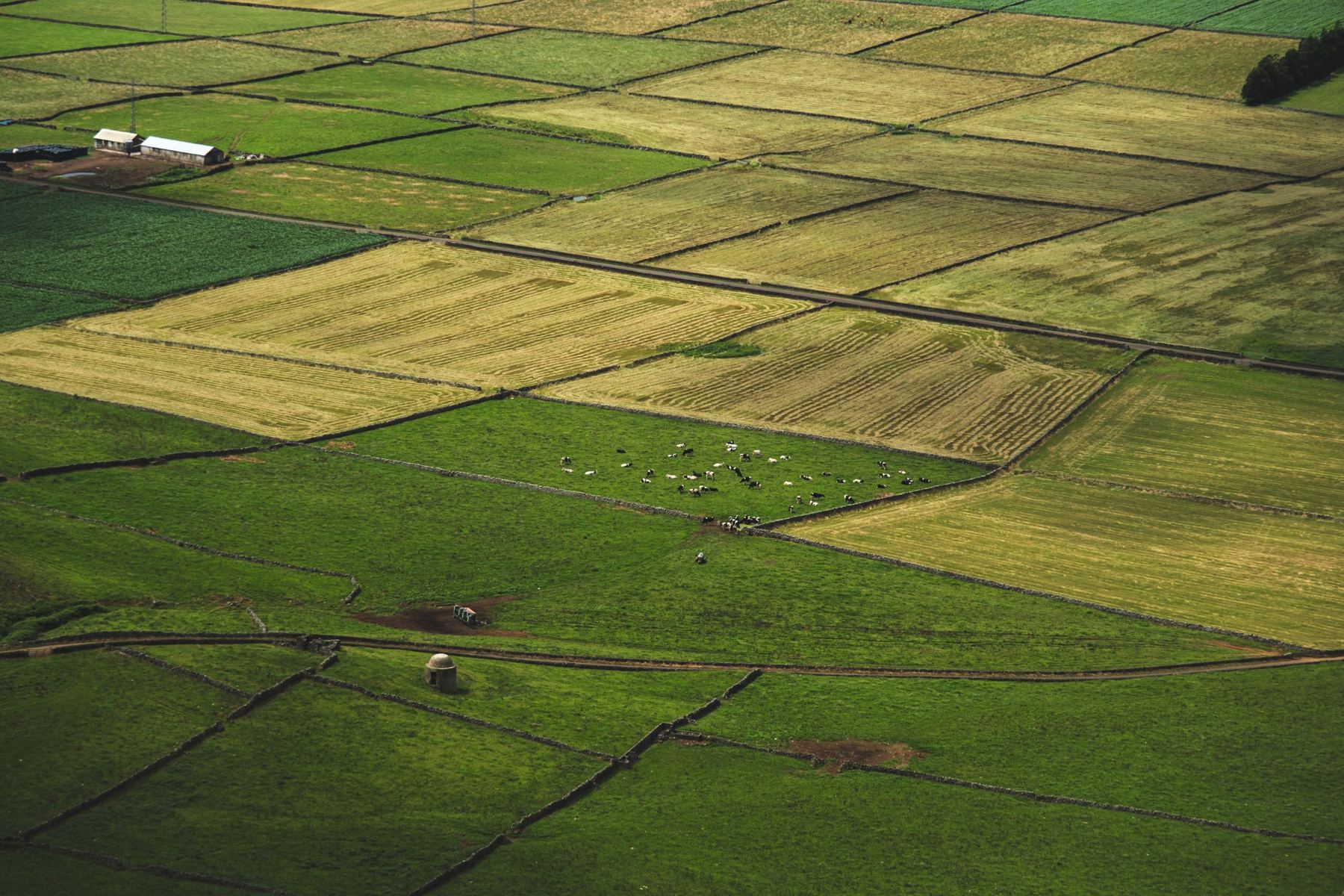 Paddocks from above