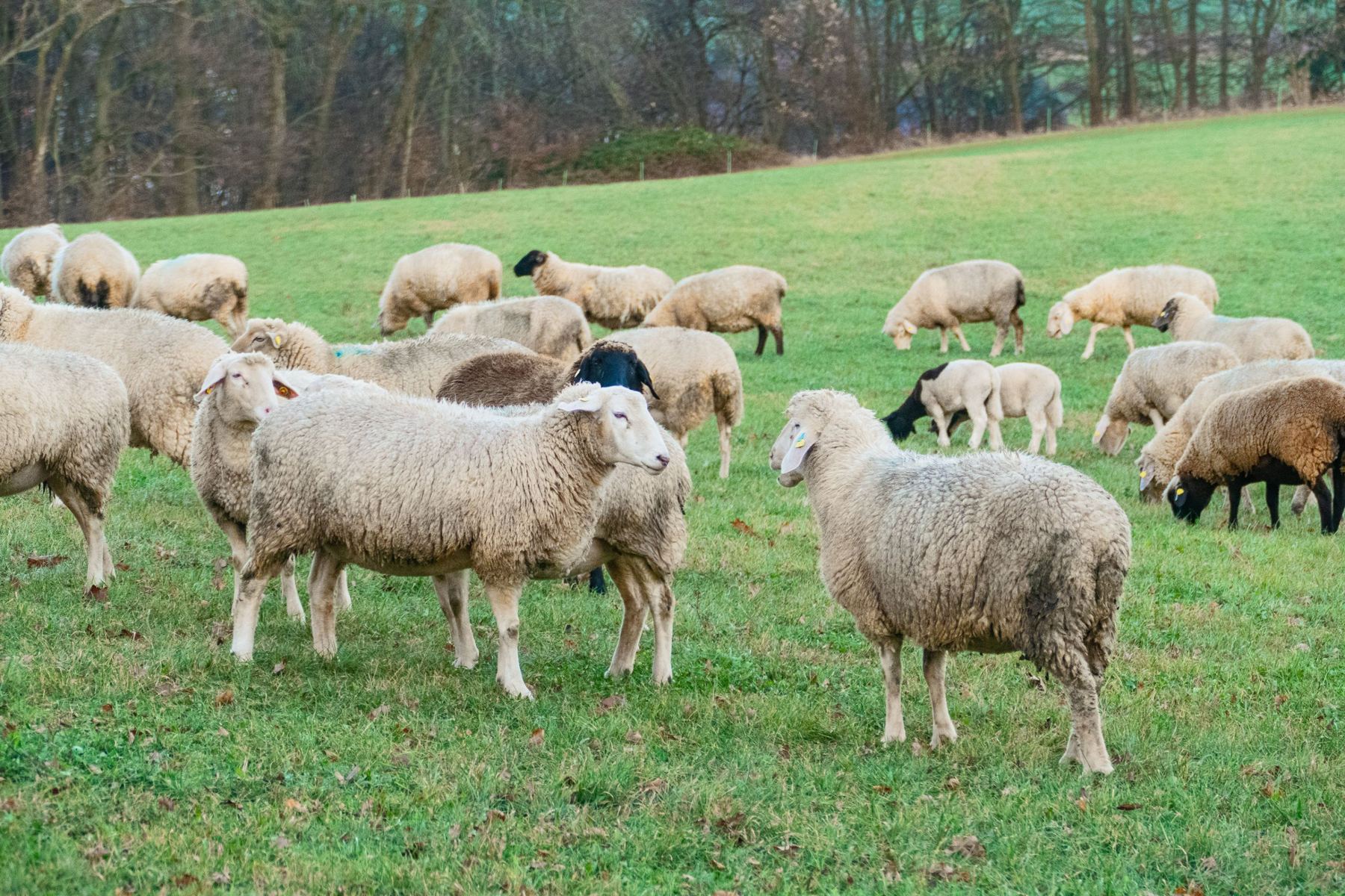 Ewes in a green paddock