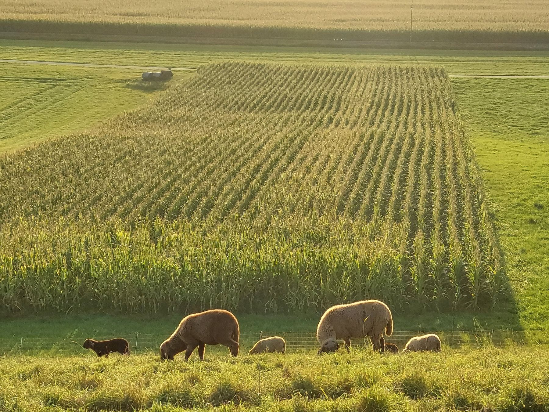 Sheep grazing beside a crop
