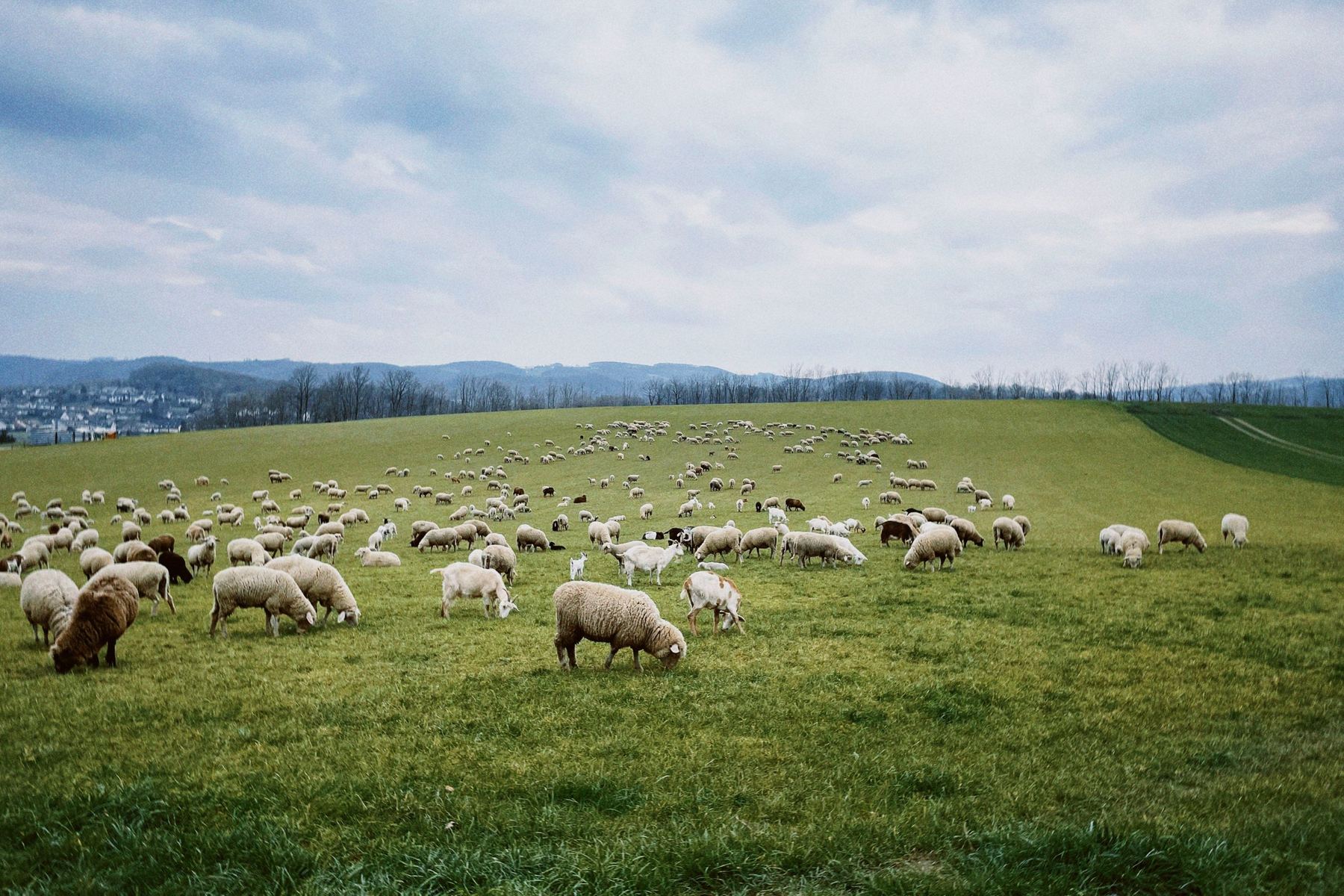 A big mob of sheep on a hillside