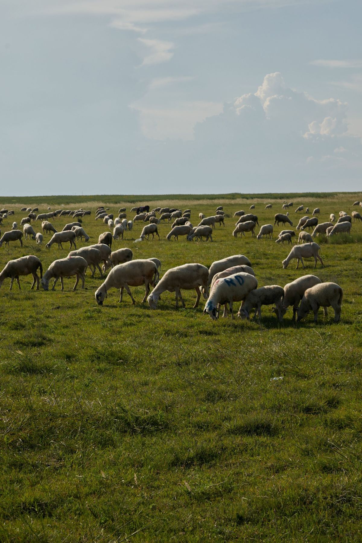 A mob of sheep grazing under a big sky
