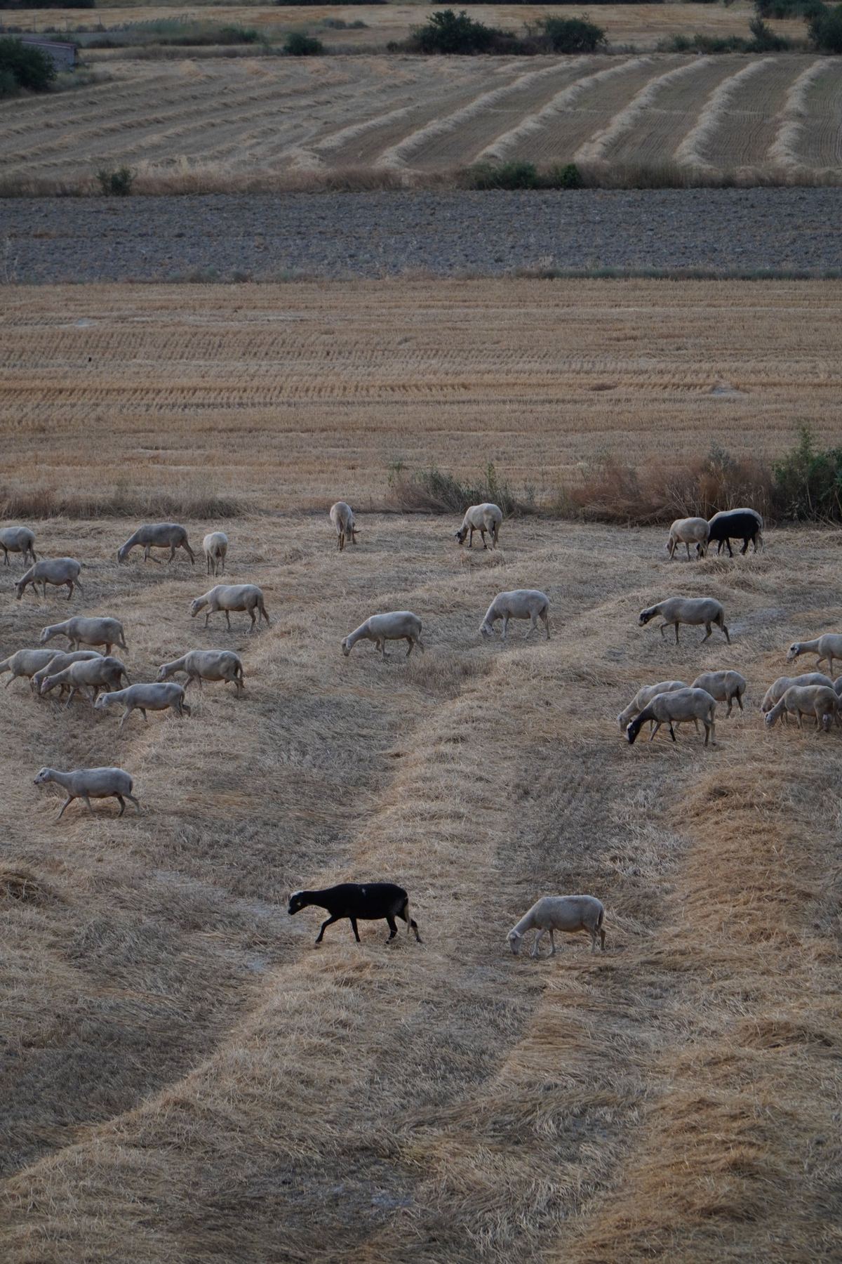 Sheep grazing a stubble paddock