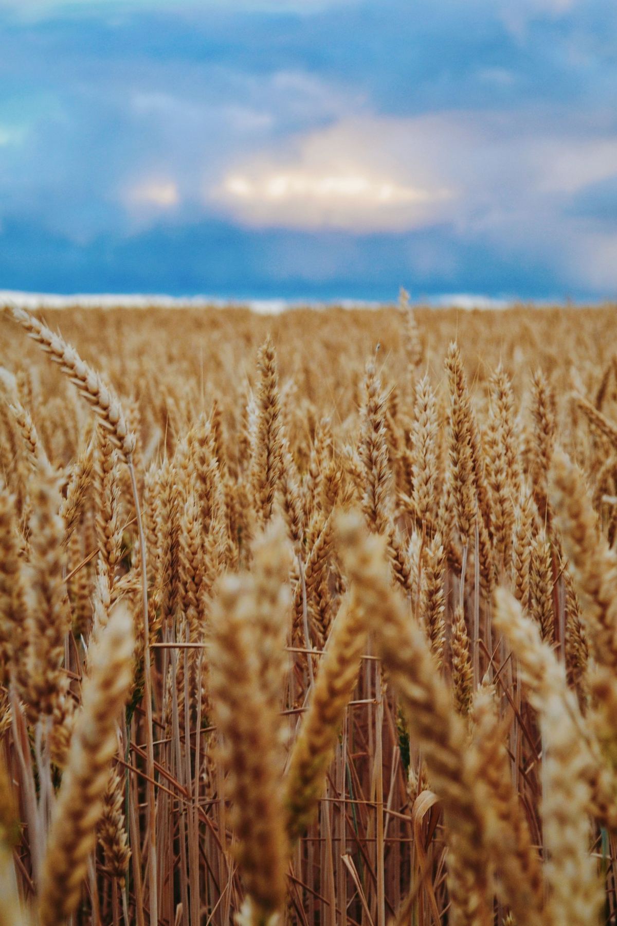 Wheat ready for harvest